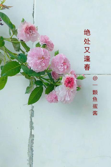 绝处又逢春 一颗鱼蛋酱
